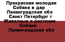 Прекрасная молодая Собака в дар! - Ленинградская обл., Санкт-Петербург г. Животные и растения » Собаки   . Ленинградская обл.